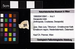 Foto (Objket + Etiketten) von Decapoda indet. 